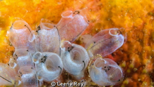 The abstract beauty of tunicates by Leena Roy 